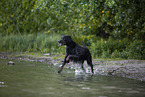Gordon Setter