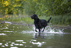 Gordon Setter