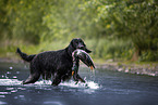 Gordon Setter retrieves duck