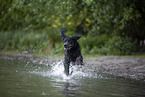 Gordon Setter