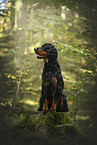 Gordon Setter