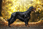 Gordon Setter