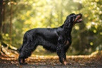 Gordon Setter