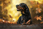 Gordon Setter
