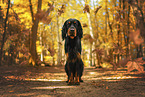 Gordon Setter