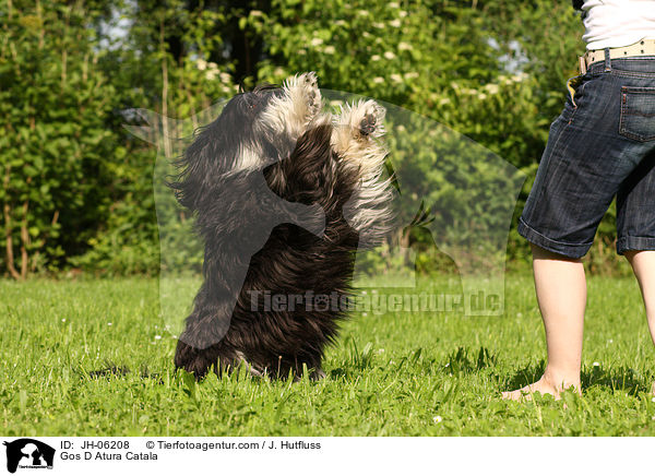 Katalanischer Schferhund / Gos D Atura Catala / JH-06208