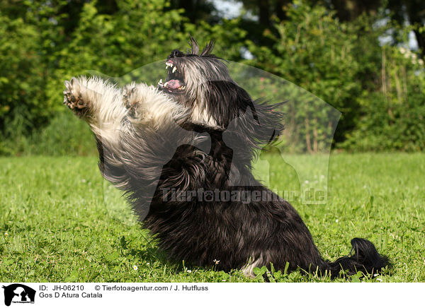 Katalanischer Schferhund / Gos D Atura Catala / JH-06210