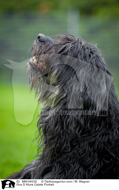 Katalanischer Schferhund Portrait / Gos D Atura Catala Portrait / MW-04035