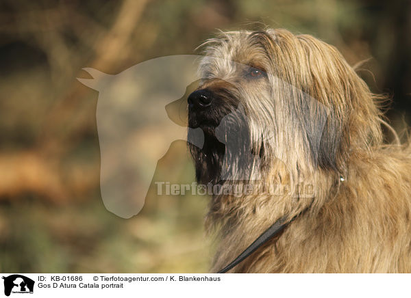Gos D Atura Catala portrait / KB-01686