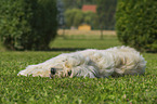lying Gos d'Atura Catal