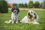 2 dogs