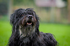 Gos D Atura Catala Portrait