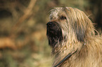 Gos D Atura Catala portrait