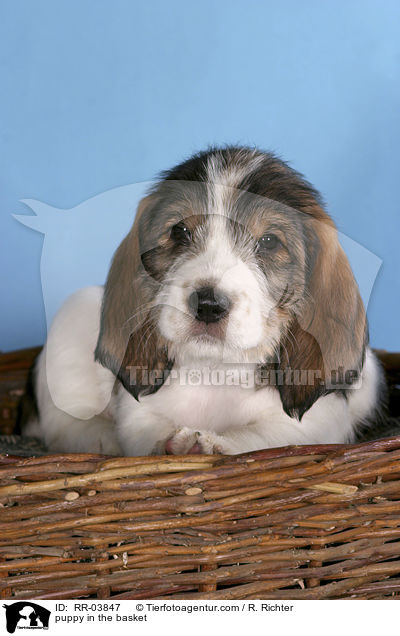 Grand Basset Griffon Vendeen Welpe im Krbchen / puppy in the basket / RR-03847