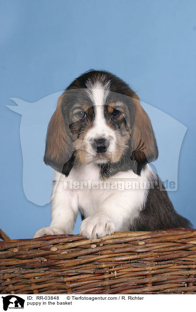 Grand Basset Griffon Vendeen Welpe im Krbchen / puppy in the basket / RR-03848