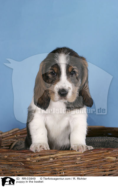 Grand Basset Griffon Vendeen Welpe im Krbchen / puppy in the basket / RR-03849