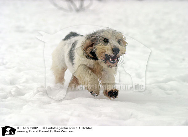 rennender / running Grand Basset Griffon Vendeen / RR-03882
