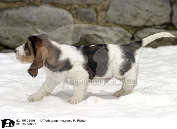 running puppy / RR-03908