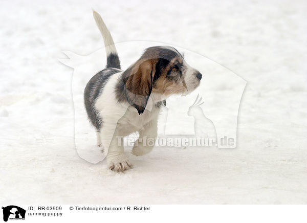 running puppy / RR-03909