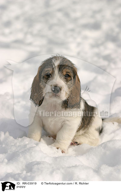 puppy / RR-03919