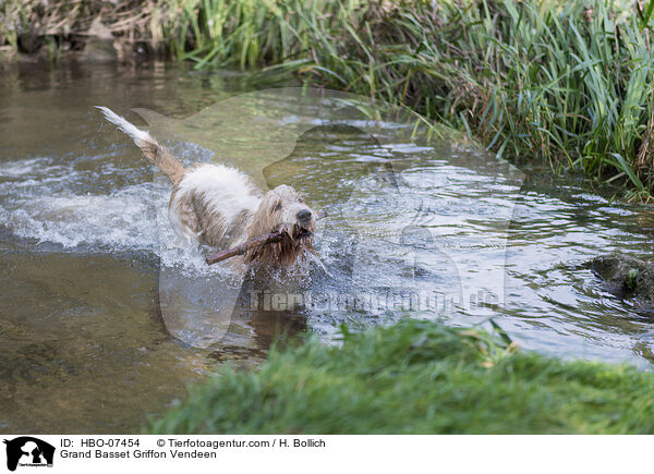 Grand Basset Griffon Vendeen / HBO-07454