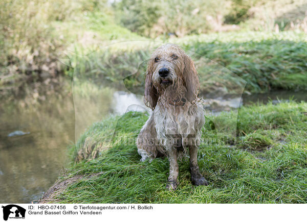 Grand Basset Griffon Vendeen / HBO-07456