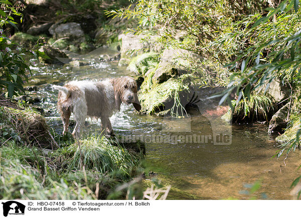 Grand Basset Griffon Vendeen / HBO-07458