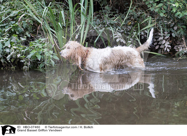 Grand Basset Griffon Vendeen / HBO-07460