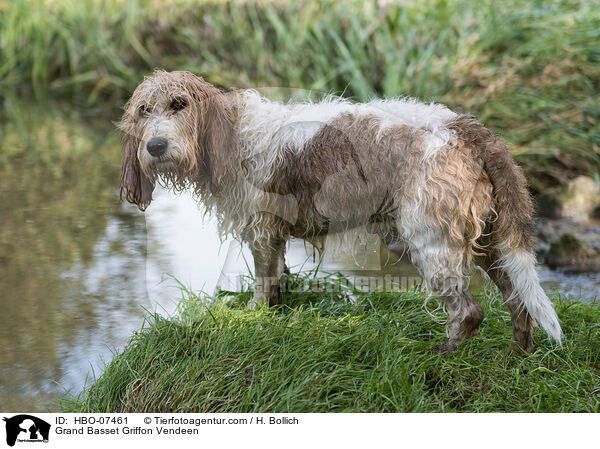 Grand Basset Griffon Vendeen / HBO-07461