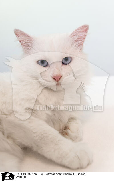 weie Katze / white cat / HBO-07476