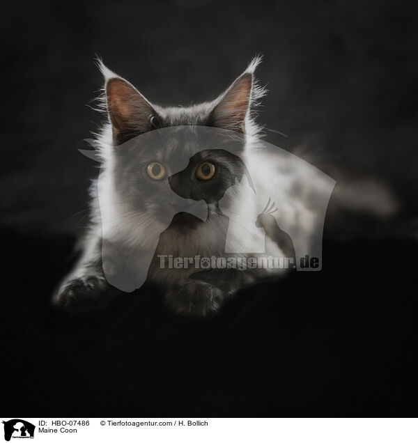 Maine Coon / HBO-07486