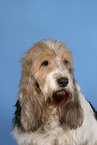 Grand Basset Griffon Vendeen Portrait