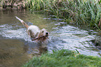 Grand Basset Griffon Vendeen