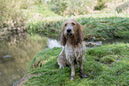 Grand Basset Griffon Vendeen