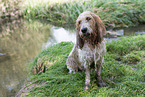 Grand Basset Griffon Vendeen