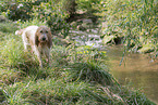 Grand Basset Griffon Vendeen
