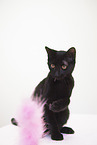 domestic cat