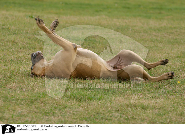Dogge wlzt sich / wallowing great dane / IP-00581