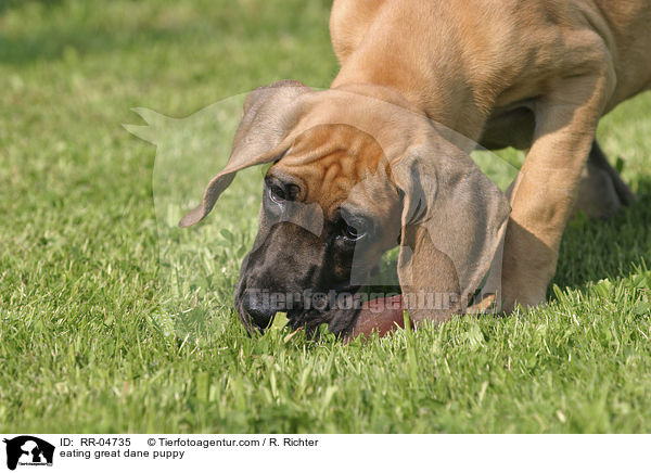 eating great dane puppy / RR-04735