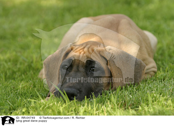 liegender Deutsche Dogge Welpe / lying great dane puppy / RR-04749