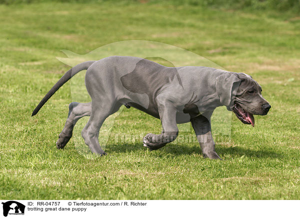 trabender Deutsche Dogge Welpe / trotting great dane puppy / RR-04757