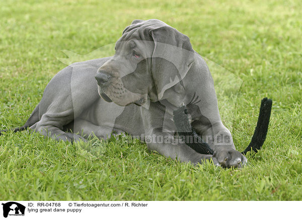 liegender Deutsche Dogge Welpe / lying great dane puppy / RR-04768
