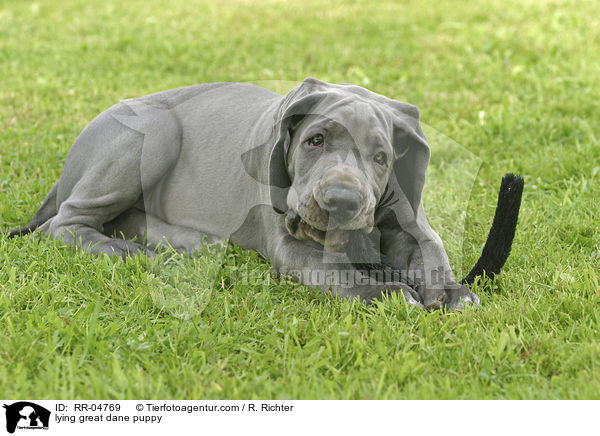 liegender Deutsche Dogge Welpe / lying great dane puppy / RR-04769