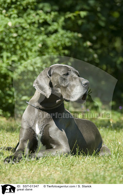 Deutsche Dogge / great dane / SST-01347