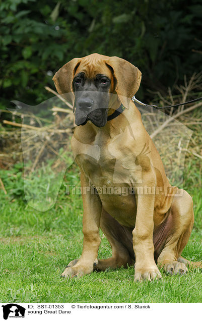 junge Deutsche Dogge / young Great Dane / SST-01353