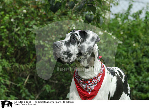Deutsche Dogge Portrait / Great Dane Portrait / SST-01368