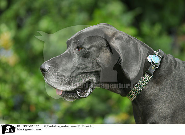 schwarze Dogge / black great dane / SST-01377