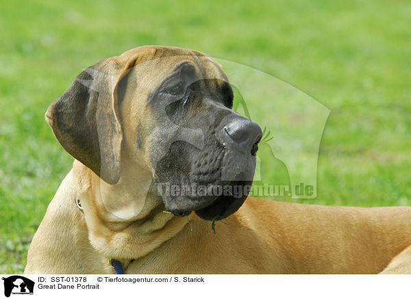 Deutsche Dogge Portrait / Great Dane Portrait / SST-01378