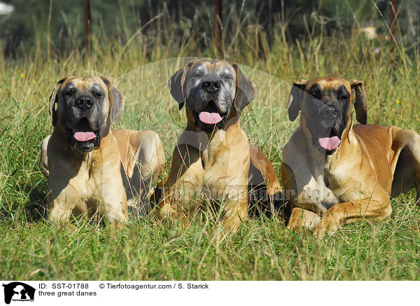 drei Deutsche Doggen / three great danes / SST-01788