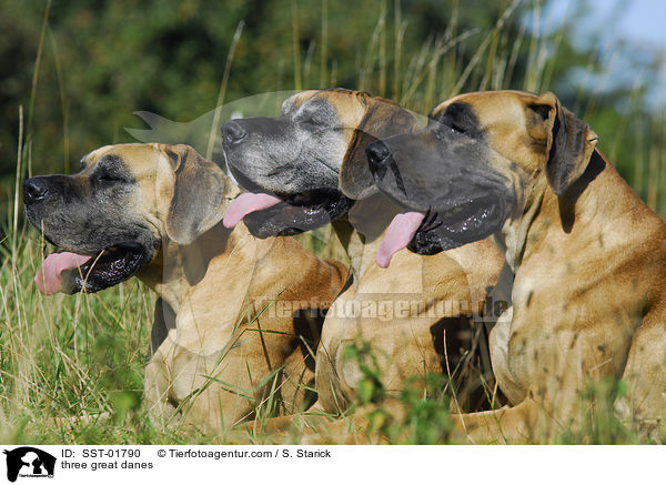 drei Deutsche Doggen / three great danes / SST-01790